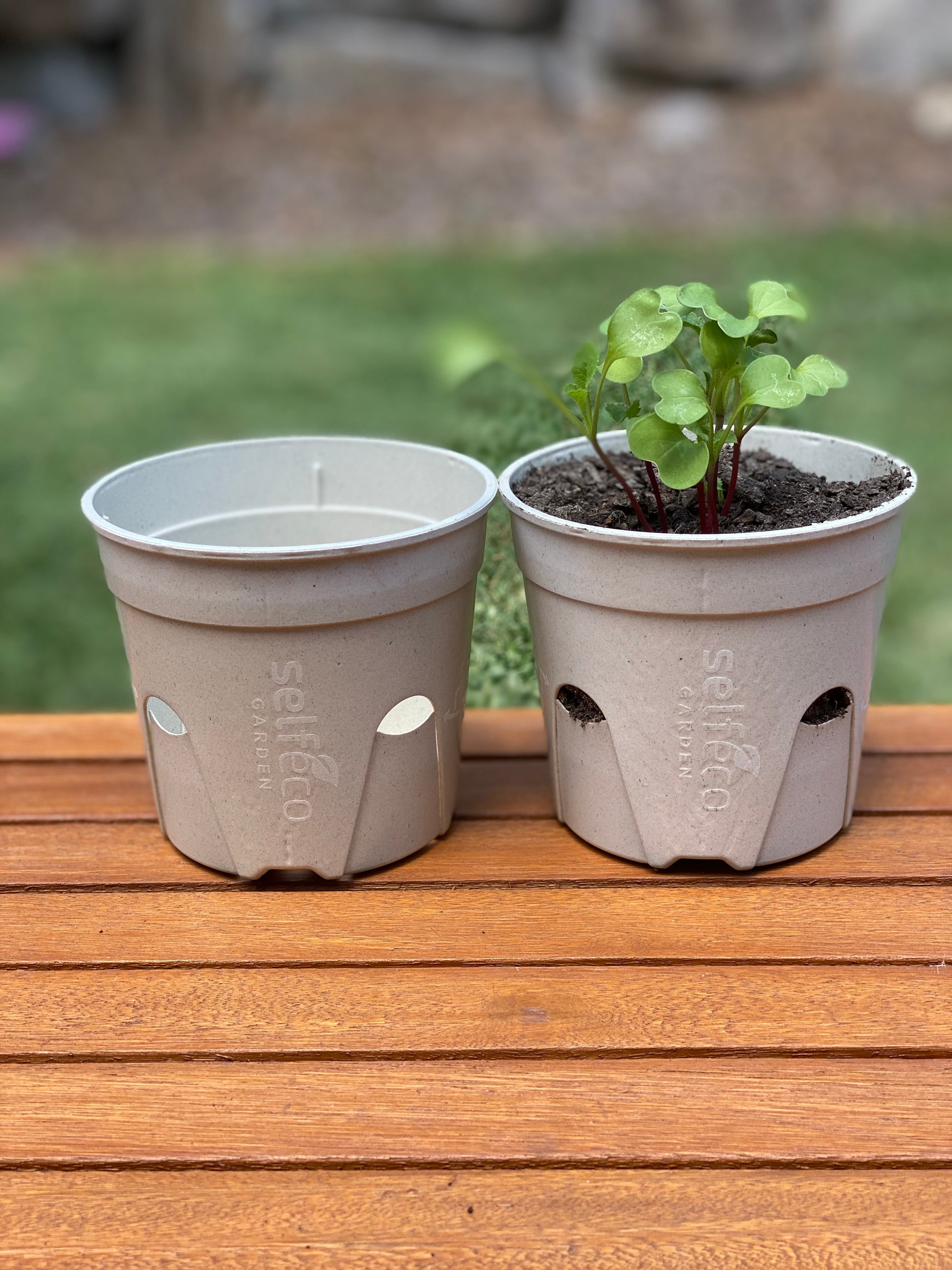 SelfEco Garden - Compostable Seed Starting Garden Pots - EcoLife Box