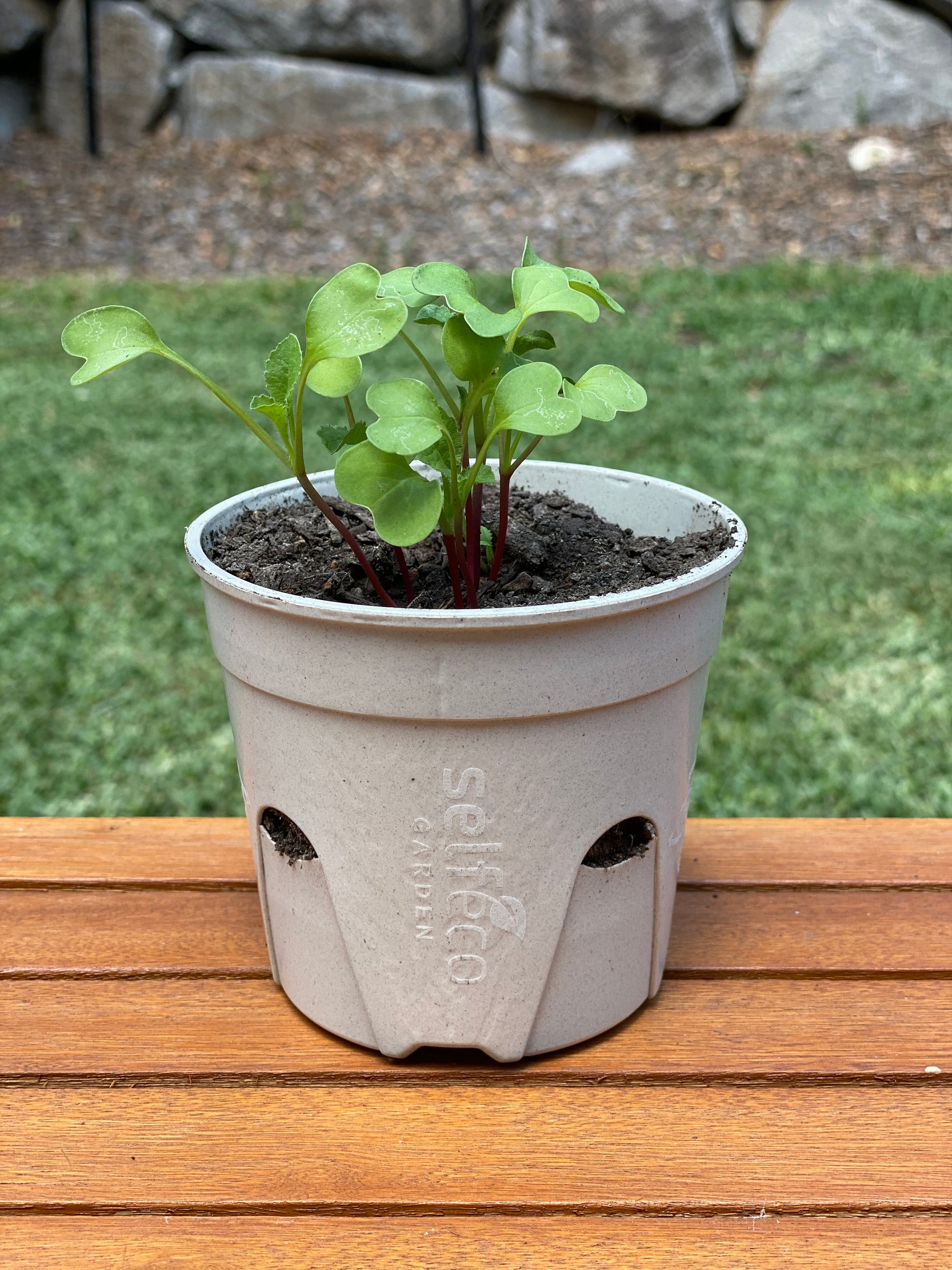 SelfEco Garden - Compostable Seed Starting Garden Pots - EcoLife Box