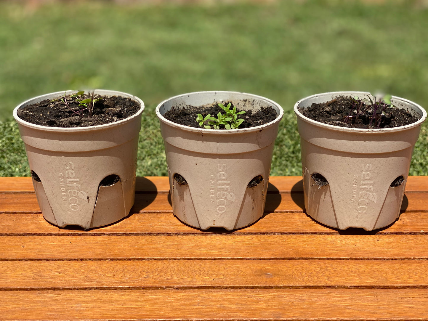 SelfEco Garden - Compostable Seed Starting Garden Pots