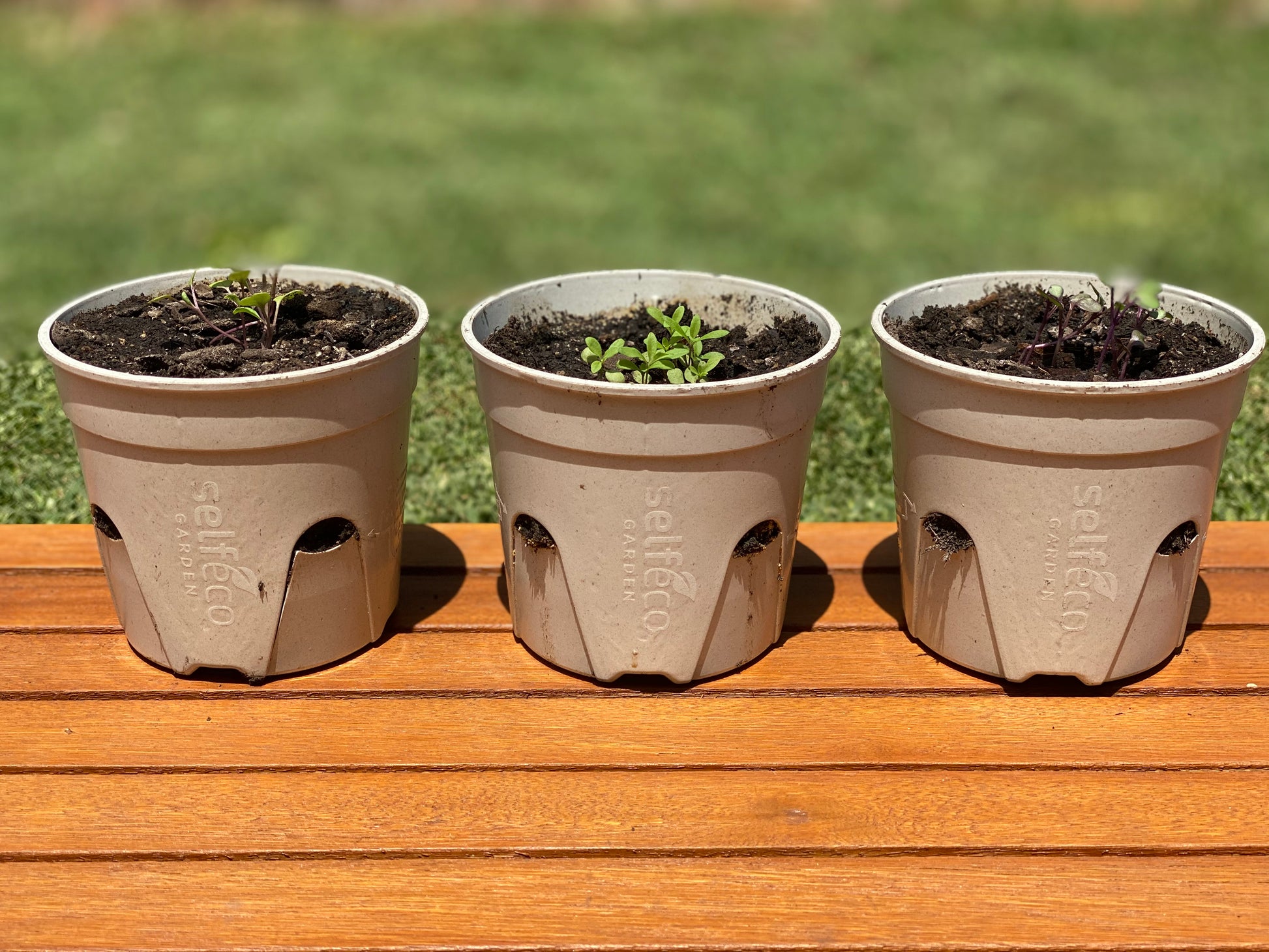SelfEco Garden - Compostable Seed Starting Garden Pots - EcoLife Box